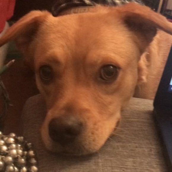 Meet your Posher, Cinnamon - Picture 1 of 1